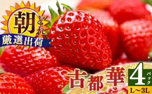 平群の古都華 いちご L~3Lサイズ から2種(2パック2ケース)計4パック 苺屋小東 | 果物 くだもの フルーツ 苺 イチゴ いちご ストロベリー 古都華 ことか 旬の品種 奈良県 平群町 高級 ブランド苺 旬 産地 直送 限定出荷 ふるさと納税苺
