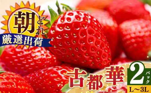 ジューシー  平群の古都華 いちご L ~ 3L サイズ から 2種 (2パック1ケース)計 2パック 苺屋小東 |先行予約 フルーツ 果物 くだもの ブランド いちご 苺 古都華 ことか 大粒 甘い 大人気 満足 希少 希少品種 ストロベリー 美味しい 品種 特徴 糖度 1月 2月 発送 旬 送料無料 濃厚 香り 果汁 味わい深い お取り寄せ 産地直送 名産地 奈良県 平群 町