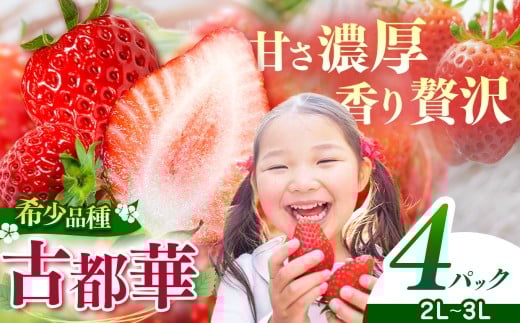 平群 の 古都華 2L 〜 3L サイズ (4パック 2ケース) 計4パック OKADAファーム | 先行予約 フルーツ 果物 くだもの ブランド いちご 苺 古都華 ことか 甘い 大人気 満足 希少 希少品種 ストロベリー 美味しい 品種 特徴 糖度 ルビー色 1月 2月 発送 旬 送料無料 濃厚 香り 果汁 味わい深い お取り寄せ 産地直送 名産地 奈良県 平群 町