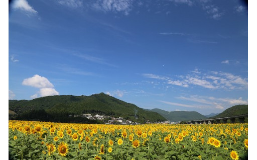 ◇交流人口の拡大