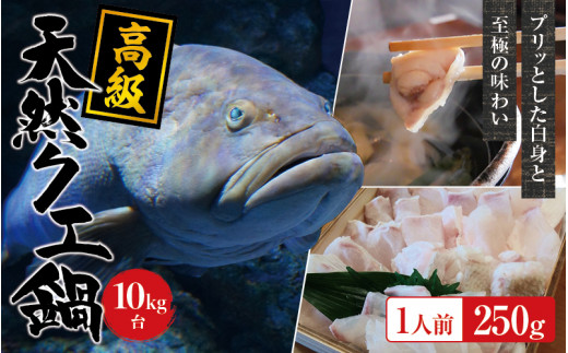 【冷凍】天然 高級クエ 10kg台  クエ鍋セット 1人前(250g) 【2025年11月下旬から2026年2月下旬までに順次発送致します。】 / 高級 海鮮 お魚 魚  くえ鍋 クエ鍋 くえ くえ天然 海産物 冷凍【tkw005-2】