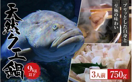 【冷蔵】天然 クエ 9kg 以下 クエ鍋セット 3人前(250g×3) 【2025年11月下旬から2026年2月下旬までに順次発送致します。】 / 高級 海鮮 お魚 魚  くえ鍋 クエ鍋 くえ くえ天然 冷蔵 海産物【tkw003-1】