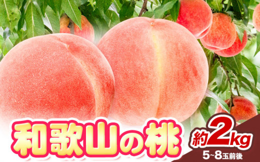 【先行予約】和歌山の 桃 秀選品 約 2kg 1箱 厳選館【配送不可地域あり】《2026年6月末-8月下旬出荷》和歌山県 日高川町 果物 フルーツ 桃 もも
