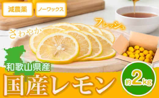 国産 レモン 約 2kg (L~4Lサイズ)   どの坂果樹園《2026年2月上旬-5月末頃出荷》 和歌山県 日高川町 レモン れもん 檸檬 果物 フルーツ 国産レモン レモネード レモンサワー はちみつレモン はちみつ ハイボール 旬 柑橘 フルーツ 果物 送料無料