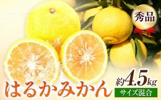 【先行予約】【さわやか柑橘】秀品 和歌山県産 はるかみかん 約4.5kg （サイズ混合）日高川町厳選館《2026年2月中旬～4月中旬頃より出荷予定》和歌山県 日高川町 送料無料 はるか みかん 柑橘 フルーツ 果物