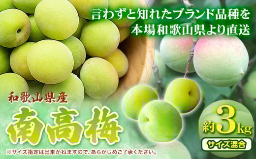 【先行予約】青梅 南高梅 和歌山県産南高梅 約3kg (サイズ混合) 厳選館《2026年6月上旬-6月下旬頃出荷》和歌山県 日高川町 うめ ウメ 梅 南高梅 和歌山県産 紀美野町【配送不可地域あり】