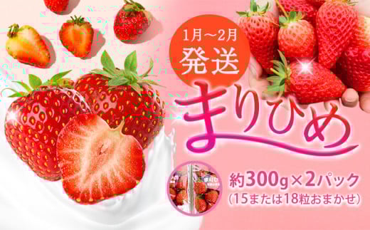 【2026年1月～2月発送】和歌山県産ブランド いちご「まりひめ」約300g×2パック (15または18粒おまかせ) 日高川町厳選館《1月中旬-2月末頃出荷》和歌山県 日高川町 送料無料 苺 鞠姫 マリヒメ フルーツ 果物 お取り寄せ 【配送不可地域あり】