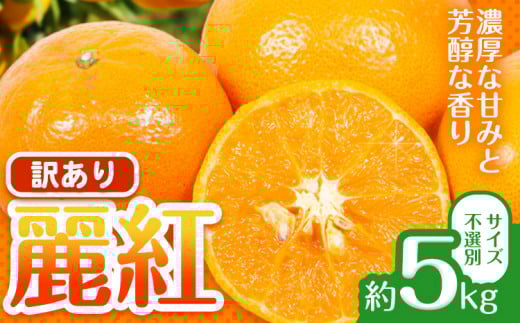 麗紅 訳あり 麗紅 5kg れいこう みかん サイズ不選別 どの坂果樹園《2026年1月末-2月末頃出荷予定》和歌山県 日高川町 みかん 柑橘 フルーツ 果物 ミカン 柑橘 産地直送 送料無料