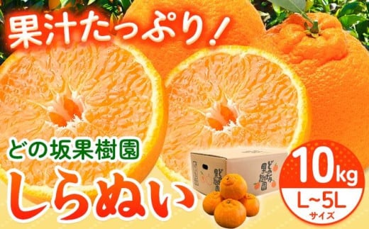 【先行予約】不知火 ( デコポン と同品種 ) しらぬい 約 10kg (L~5Lサイズ) どの坂果樹園《2026年2月中旬-4月上旬頃出荷》 和歌山県 日高川町 しらぬい 不知火 デコポン でこぽん 旬 果物 フルーツ くだもの 和歌山 しらぬい 柑橘 産地直送 送料無料