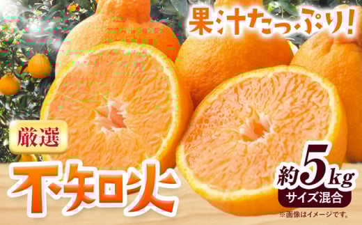 みかん 不知火 厳選 5kg サイズ混合 GOGO農園《1月下旬-3月末頃出荷》 和歌山県 日高川町 しらぬい みかん 柑橘 蜜柑 フルーツ 送料無料 st-p