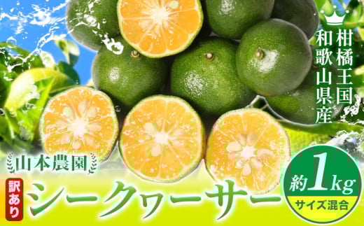 【先行予約】シークヮーサー訳あり 和歌山県産 シークヮーサー 約1kg (サイズ混合) 山本農園 《10月上旬-1月上旬頃出荷》和歌山県 日高川町 柑橘 果物 フルーツ シークワーサー ライム レモン
