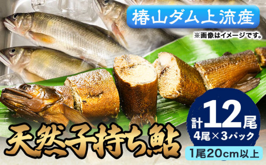 日高川椿山ダム上流 天然 子持ち鮎 20cm以上 4尾×3パック 計12尾  川漁師なおべ《10月下旬-1月上旬頃出荷》 和歌山県 日高川町 あゆ 鮎 天然鮎 魚
