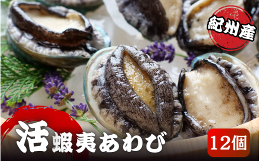 極上！紀州蝦夷鮑×12個　五つ星旅館にも出荷される極上アワビ＜日付指定OK＞【yas004】