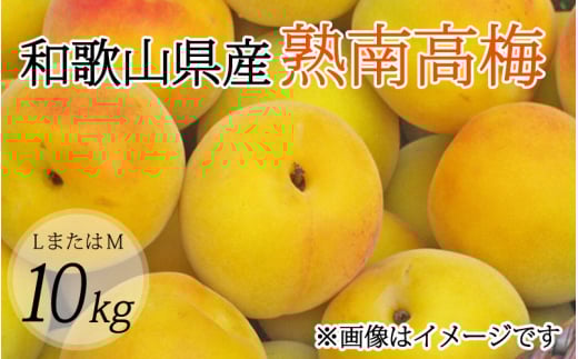 [梅干・梅酒用](LまたはM-10Kg)熟南高梅[2026年6月上旬〜7月上旬ごろに順次発送予定][art013B]