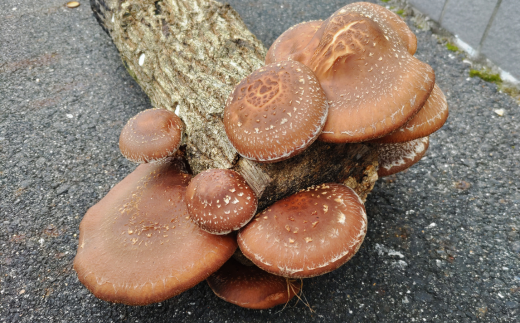 111．我が家で栽培してみよう　ジャンボ椎茸の原木