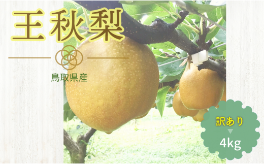 224-W24.【先行予約】農家さん応援 訳あり 王秋梨 4kg