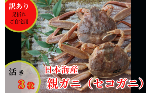 243-WK19．【配送日時指定可】【活き】訳あり足折れご自宅用　日本海産親ガニ（セコガ二）　3枚