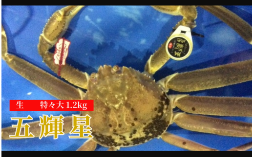172-2.五輝星(いつきぼし)生松葉ガニ(特々大1.2kg)数量限定品【魚倉】