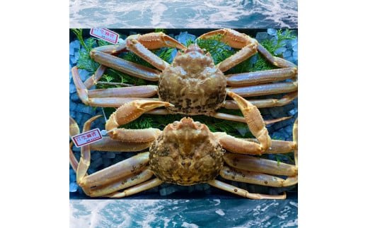 225-WK1．【配送日時指定可】【活き】タグ付き松葉ガニ　大　２枚(１枚800～940ｇ前後)