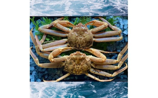 227-WK3．【配送日時指定可】【活き】ご自宅用　松葉ガニ　大　２枚(１枚800～940ｇ前後)