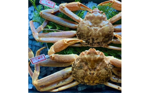 233-WK9.【2025年先行予約】【配送日時指定可】【活き】タグ付き松葉ガニ 中 2枚(1枚500~640g前後)