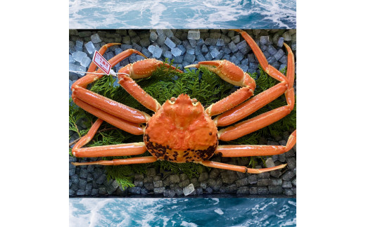 230-WK6．【配送日時指定可】【蒸し】タグ付き松葉ガニ　大　１枚(800～940ｇ前後)