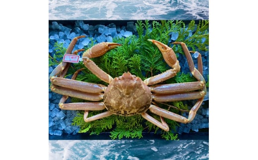 229-WK5．【配送日時指定可】【活き】タグ付き松葉ガニ　大　１枚(800～940ｇ前後)