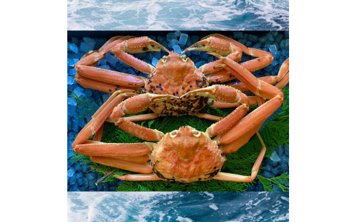 228-WK4．【配送日時指定可】【蒸し】ご自宅用　松葉ガニ　大　２枚(１枚800～940ｇ前後)