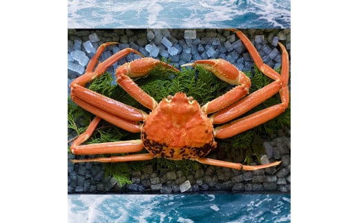 236-WK12．【配送日時指定可】【蒸し】ご自宅用松葉ガニ　大　１枚(800～940ｇ前後)