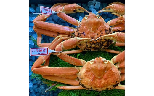 234-WK10．【配送日時指定可】【蒸し】タグ付き松葉ガニ　中　2枚(１枚500～640ｇ前後)