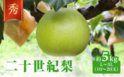 【令和9年産先行予約】二十世紀梨 秀5㎏前後 L～5L(10～20玉前後) 梨 なし フルーツ 鳥取 高間商店 日野町