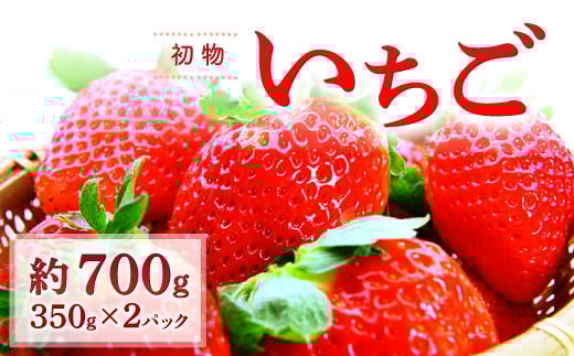 初物いちご(350g×2パック)【先行予約 いちご 12月発送 果物 くだもの フルーツ 苺 イチゴ 350g×2パック 初物 冷蔵 期間限定 季節限定 早期予約】