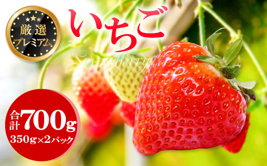 厳選プレミアム いちご(350g×2パック)【先行予約 いちご 甘い 果物 フルーツ 苺 イチゴ あまい 350g×2パック 厳選 プレミアム 冷蔵 ふるさと納税いちご 期間限定 季節限定 早期予約 1月~2月発送】