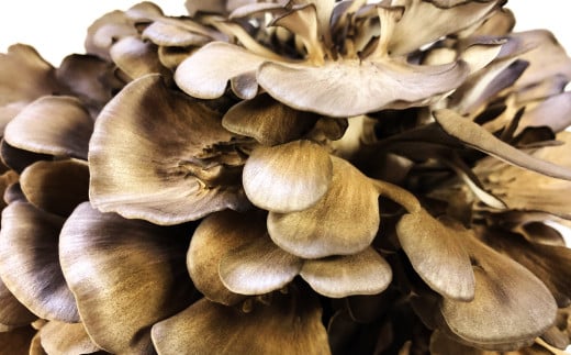 季の香 まいたけ(800g以上)【野菜 きのこ キノコ 舞茸 まいたけ マイタケ 800g以上 2株 低カロリー 健康 美容 冷蔵】