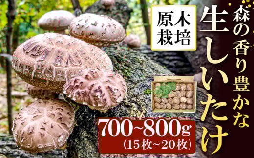 森の香り豊かな『美都の原木栽培生しいたけ』(700~800g)【先行予約 野菜 きのこ キノコ 椎茸 しいたけ シイタケ 生しいたけ 700~800g 15~20枚 原木栽培 期間限定 季節限定 早期予約 冷蔵】