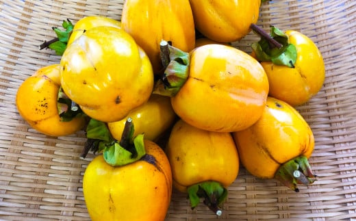 干し柿用西条柿(渋柿)20個【柿 干し柿 西条柿 かき カキ 干し柿用 干柿 ほしがき 渋柿 20個 作り方付き ドライフルーツ 果物 フルーツ 冬の味覚 和菓子 茶菓子 手作り 果物 スイーツ 数量限定 期間限定 先行予約】