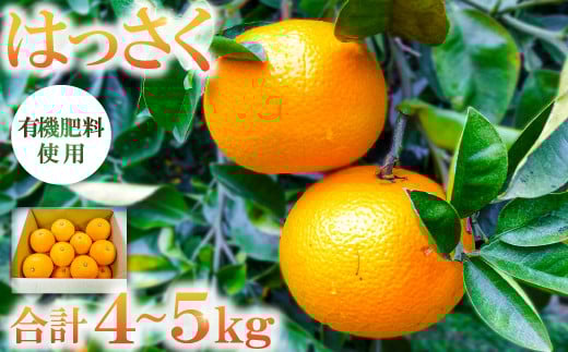 有機肥料使用「こだわりの八朔」【先行予約 八朔 4~5kg 15~20個 果物 フルーツ 柑橘類 はっさく 有機肥料 期間限定 季節限定 早期予約 2月1日~3月31日発送】