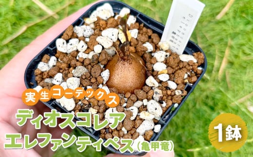 実生コーデックス(塊根植物) ディオスコレアエレファンティペス1鉢【ディオスコレアエレファンティペス(亀甲竜)1鉢 数量限定 観葉植物 鉢植 塊根植物 球根植物 インテリア 新生活 一人暮らし 単身赴任 模様変え 家庭用 記念日 プレゼント オリジナル培養土】