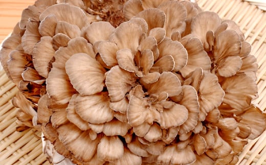 朝採れ株舞茸 約1.2kg(約400g×3株)【野菜 きのこ キノコ 舞茸 まいたけ マイタケ 約1.2kg 約400g 3株 朝採れ 美味しい おいしい 健康食材】