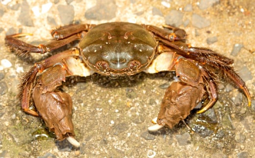 水質日本一常連の清流 高津川　天然川がに 500g【季節限定 川がに ツガニ 蟹 もくずがに モクズガニ みそ コク 塩ゆで かに汁 一級河川】