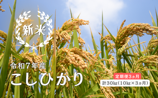 150264【令和7年産/お米定期便/3ヵ月】しまね川本 こしひかり 10kg (計30kg)