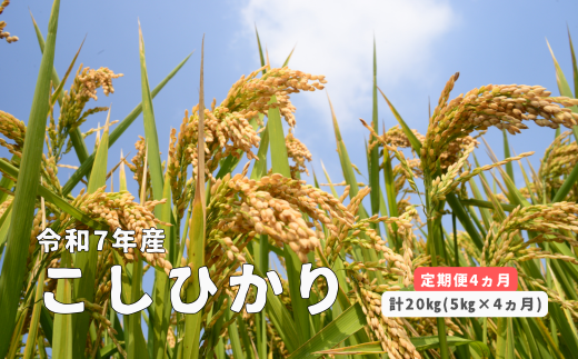 150259【令和7年産／お米定期便／4ヵ月】しまね川本 こしひかり 5kg (計20kg）