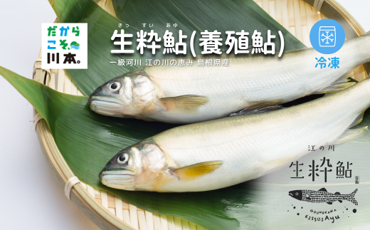 080340【一級河川・江の川の恵み・島根県産】生粋鮎(養殖鮎)・冷凍 800g