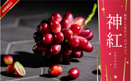 【先行予約】島根県限定!幻のぶどう“神紅(しんく)” 糖度20度以上!1房(450g以上)8月下旬よりお届け