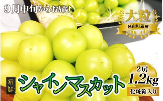 【先行予約】先行予約新鮮フルーツ シャインマスカット 1.2kg 果物 くだもの 化粧箱入り【9月中旬からお届け】