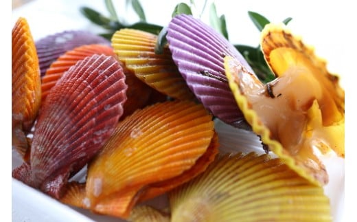 イロトリドリヒオウギ貝10枚セット