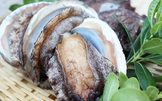 【日時指定可】肉厚ぷりぷり!養殖活アワビ 活きたままお届け!とれたて新鮮!約1キロ!  あわび 活アワビ 鮑 貝 海鮮 BBQ 刺身 ステーキ 肝醤油 バーベキュー ギフト お中元 御中元 島アワビ 島あわび 活アワビ 新鮮 贈答用