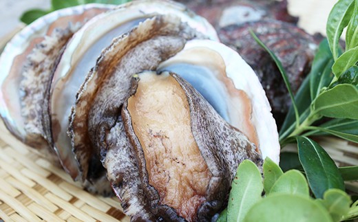 【日時指定可】肉厚ぷりぷり!養殖活アワビ 活きたままお届け!とれたて新鮮!約1キロ!  あわび 活アワビ 鮑 貝 海鮮 BBQ 刺身 あわびステーキ 肝醤油 バーベキュー ギフト お中元 御中元 島アワビ 島あわび 活アワビ 新鮮 贈答用 贈与プレゼント