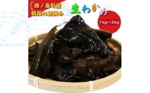 朝採れ初摘み生わかめ 1kg