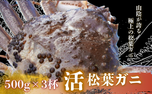 松葉ガニ500g×3杯〈活〉松葉ガニ マツバガニ 冬の旬。贅沢の極みをご家庭で 松葉カニ カニ 蟹 新鮮 旬 プレゼント 贈与 お祝い事 贈り物 年末年始 祝辞